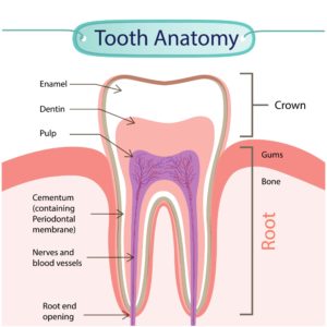 Shows the various parts of the tooth
