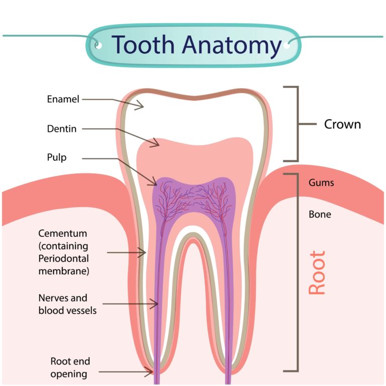 Different Parts Of Human Teeth