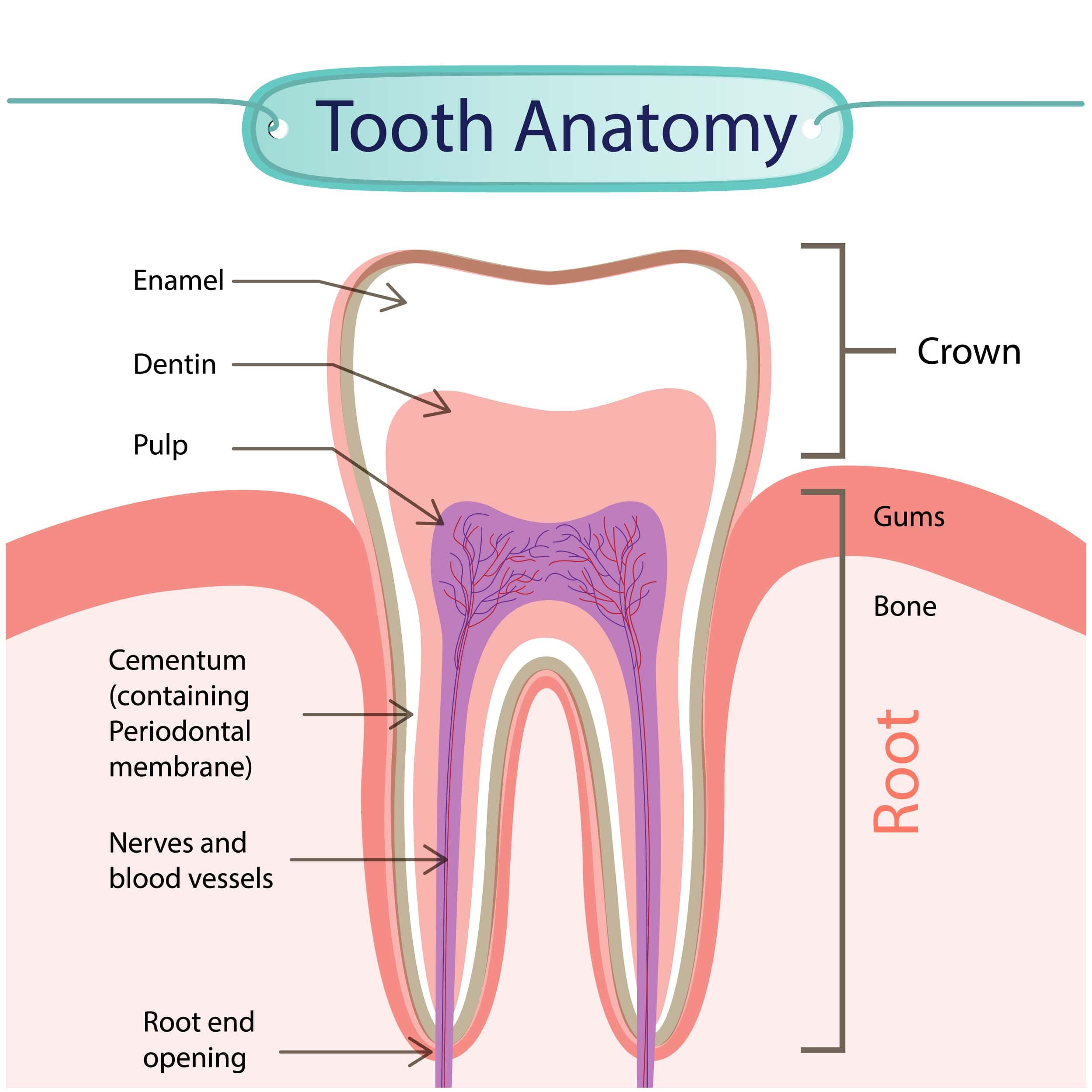 Information About The Human Tooth Anatomy With Labeled Diagrams ...